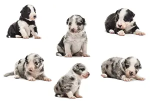 Group of crossbreed Puppies isolated on white