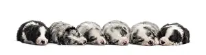 Group of crossbreed puppies sleeping in a row isolated on white