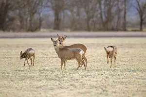A group of deer stands and grazes in a frosty field surrounded by bare trees
