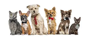 Framed Print : Group of dogs and cats in front of a white background Framed Print : Group of dogs and cats in front of a white background