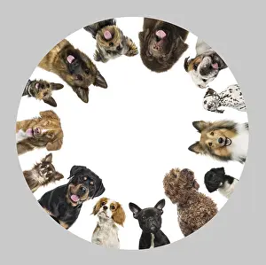 Group of dogs making a circle, panting and looking curious