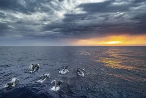 Group of dolphins at sunset, Mediterranean Sea