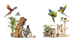 Group of domestic animals including dogs