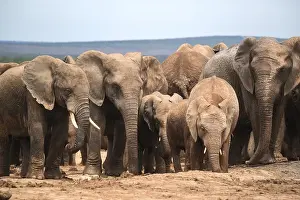 Group of elephants with cubs in Addo Elephant National Park