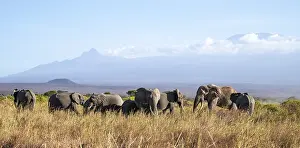 Group of elephants with young animals