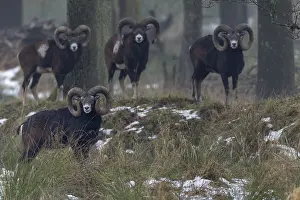 A group of European mouflon rams (Ovis gmelini) on a cloudy winter day