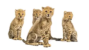 Group of a family of three months old cheetah cubs sitting together