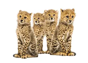 Group of a family of three months old cheetah cubs sitting together
