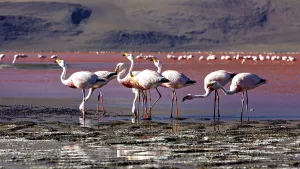 A group of flamingos stands in shallow water against a mountain backdrop