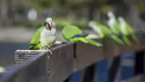 A group of free-ranging monk parakeets (myiopsitta monachus)