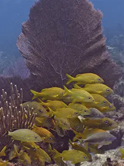 Category Coral Reefs DE Prints: Group of french grunt (Haemulon flavolineatum)
