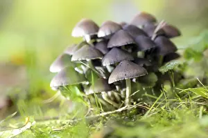 Group of fungi (probably Psathyrella pygmaea)