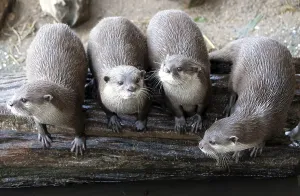 Group of funny oriental small-clawed otter Aonyx cinerea syn