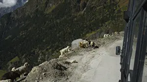 A group of goats (caprae) standing by the roadside on the Manali-Leh highway