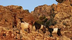 A group of goats standing on rocky terrain in a mountainous landscape