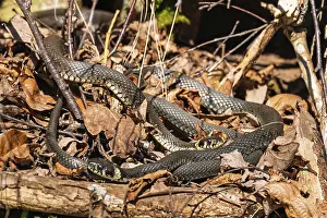 Group of Grass snakes (Natrix natrix) intertwined among dry leaves