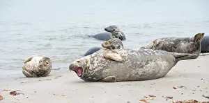 Group of grey seals lying relaxed on a sandy beach