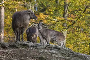 A group of Himalayan Tahr (Hemitragus jemlahicus) standing on rocks in a forest