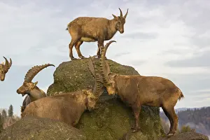 A group of ibex (Capra ibex) standing on a rock