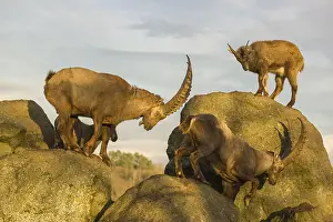 A group of ibex (Capra ibex) standing on a rock in the last light of the day
