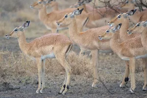 Group of Impalas (Aepyceros melampus)