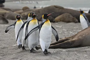 Group of King penguins (Aptenodytes patagonicus) walking on the shore