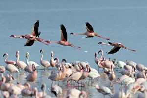 Group of Lesser Flamingos (Phoeniconaias minor) flying