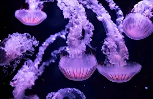 A group of luminous purple jellyfish drifting gently in the ocean