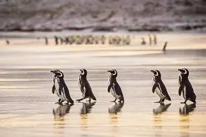 A group Magellanic penguins (Spheniscus magellanicus) on the way to the sea