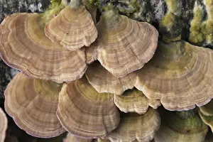 Group of mushrooms growing on a tree trunk in the autumn forest