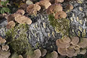 Group of mushrooms growing on a tree trunk in the autumn forest