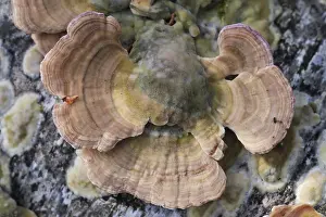 Group of mushrooms growing on a tree trunk in the autumn forest
