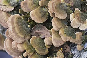 Group of mushrooms growing on a tree trunk in the autumn forest