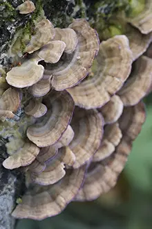 Group of mushrooms growing on a tree trunk in the autumn forest