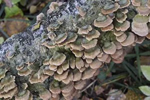 Group of mushrooms growing on a tree trunk in the autumn forest