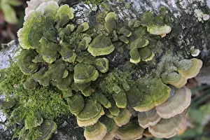 Group of mushrooms growing on a tree trunk in the autumn forest