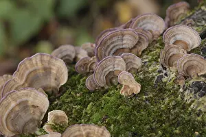 Group of mushrooms growing on a tree trunk in the autumn forest
