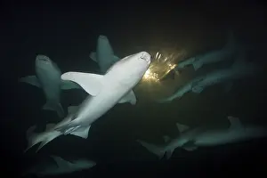 Group of nurse sharks at night
