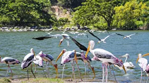 Category Wildlife DE Prints: Group of Painted Stork or Mycteria Leucocephala
