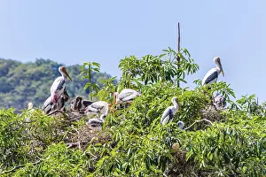 Category Wildlife DE Prints: Group of Painted Stork or Mycteria Leucocephala