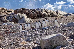 A group of penguins stands on a rocky area by the water