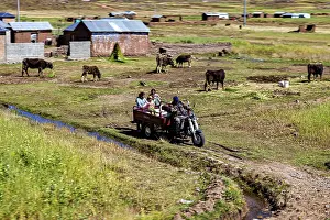 Group of people riding on a motorcycle trailer through a rural landscape with cattle