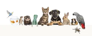 Framed Print : Group of pets leaning together on a empty web banner to place text Framed Print : Group of pets leaning together on a empty web banner to place text