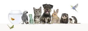 Group of pets leaning together on a empty web banner to place text