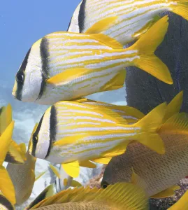 Framed Print : Group of porkfish (Anisotremus virginicus) Framed Print : Group of porkfish (Anisotremus virginicus)