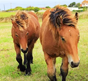 Group portrait of beautiful horses