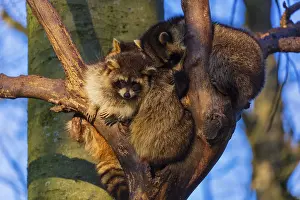 A group of raccoons sitting high in a tree
