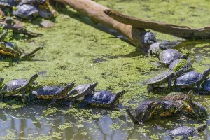 A group of red-eared slider (Trachemys scripta elegans)rests on logs lying in a pond covered with Lemna minor