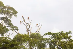 Group of scarlet macaws (Ara macao) perched on tree