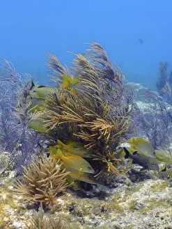 Category Coral Reefs DE Prints: Group of schoolmaster snappers (Lutjanus apodus) in a typical Caribbean reef landscape